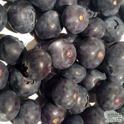 Buy Blueberry - Vaccinium corymbosum Earliblue online from Jacksons Nurseries
