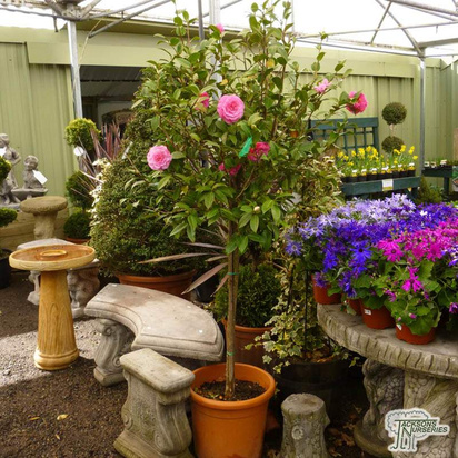 Buy Camellia japonica Pink/Red online from Jacksons Nurseries
