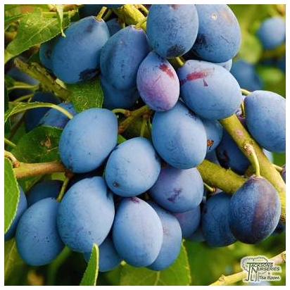 Buy Damson - Prunus insititia Merryweather online from Jacksons Nurseries