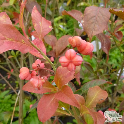 Buy Euonymus europaeus Red Cascade at Jacksons Nurseries