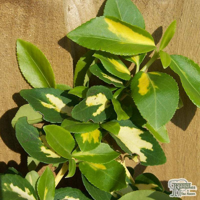 Buy Euonymus fortunei Sunspot (Evergreen Bittersweet) online from Jacksons Nurseries.