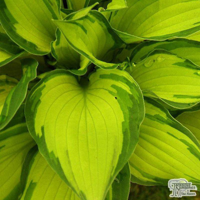 Buy Hosta fortunei var. albopicta (Plantain Lily) online from Jacksons Nurseries.
