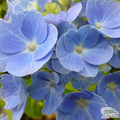 Buy Hydrangea macrophylla Nikko Blue (Hydrangea Mophead) online from Jacksons Nurseries.