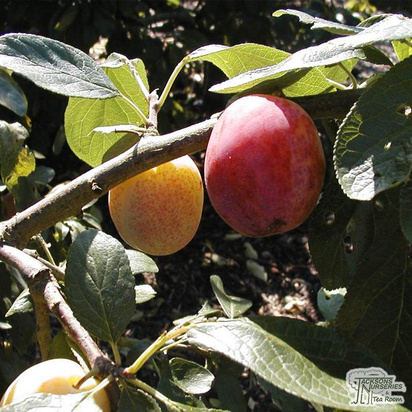 Buy Plum - Prunus domestica 'Victoria' online from Jacksons Nurseries