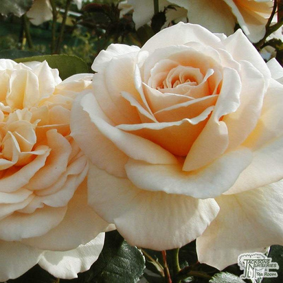 Buy rosa champagne moment from Jacksons Nurseries