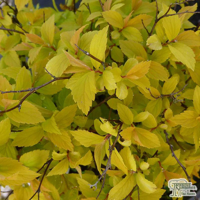 Buy Spiraea japonica Gold mound (Spiraea) online from Jacksons Nurseries.