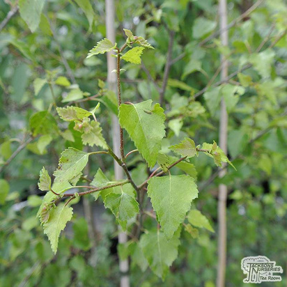 Buy Betula pendula Golden Beauty (Silver Birch Golden) online from Jacksons Nurseries