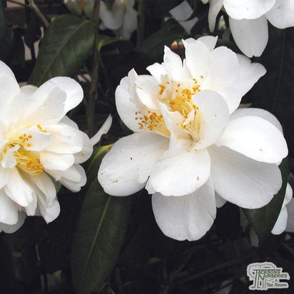 Buy Camellia japonica 'Silver Anniversary' online from Jacksons Nurseries