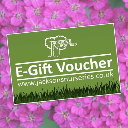 Buy Jacksons Nurseries Gift Voucher online from Jacksons Nurseries.