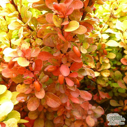 Buy Berberis thunbergii ‘Orange Rocket’ (Japanese barberry) online from Jacksons Nurseries. Guaranteed best value plants, low plant prices with fast UK delivery.