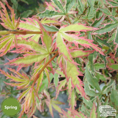 Buy Acer palmatum 'Kagiri-nishiki' (Japanese Maple) online from Jacksons Nurseries