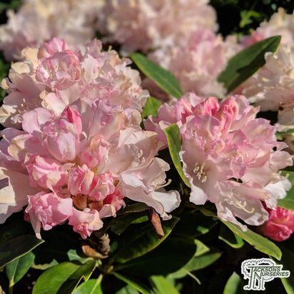 Buy Rhododendron Dreamland (Yakushimanum Rhododendron) online from Jacksons Nurseries.