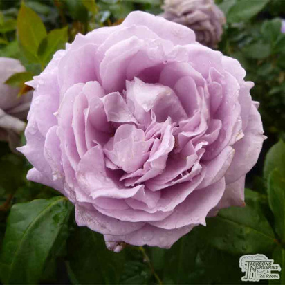 Buy Rosa 'Novalis' (Floribunda Rose) online from Jacksons Nurseries