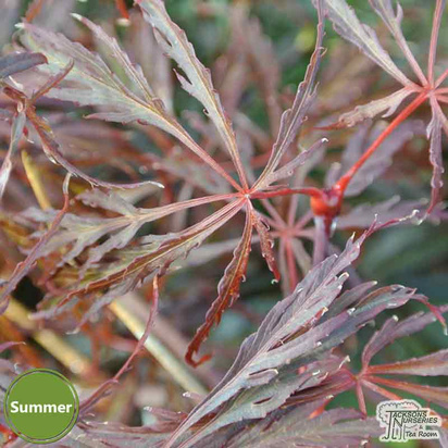 Buy Acer palmatum dissectum Crimson Queen (Japanese Maple) online from Jacksons Nurseries