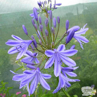 Buy Agapanthus africanus 'Delft Blue' (African Lily) online from Jacksons Nurseries