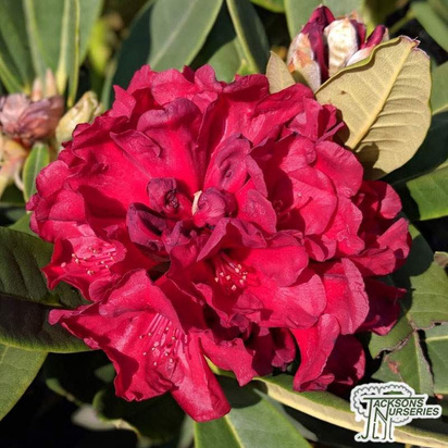 Buy Rhododendron x hybrid 'Black Magic' online from Jacksons Nurseries.