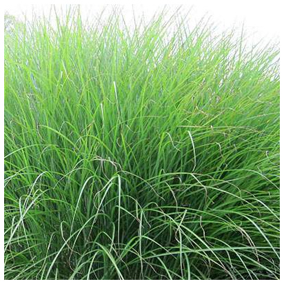 Buy Miscanthus sinensis Gracillimus  (Chinese silver grass) online from Jacksons Nurseries