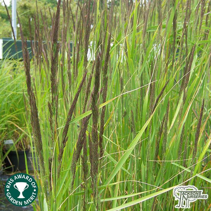 Buy Calamagrostis x acutiflora 'Karl Foerster' (Feather Reed Grass) online from Jacksons Nurseries.