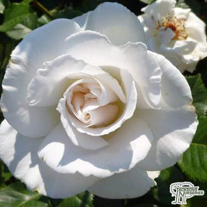 Buy Rosa 'Blanche Double de Coubert' (RU) online from Jacksons Nurseries.