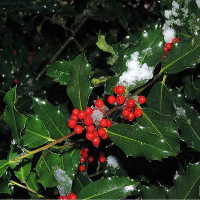Buy common holly hedging