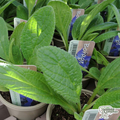 Buy Borago officinalis (borage) online from Jacksons Nurseries.