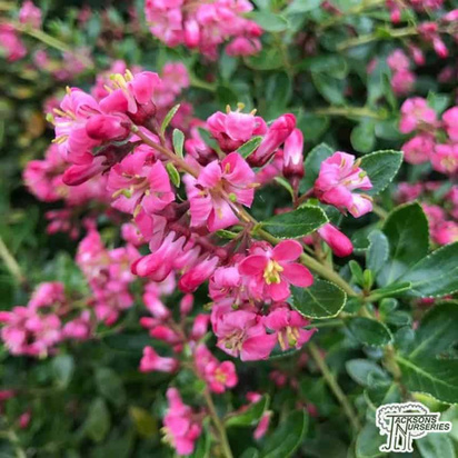 Buy Escallonia Apple Blossom (Escallonia) online from Jacksons Nurseries.