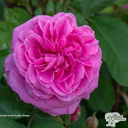 Buy Rosa Gertrude Jekyll (English Shrub Rose) online from Jacksons Nurseries.