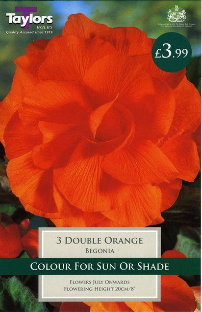 Begonia Double Orange (3 Pack) Taylors Bulbs