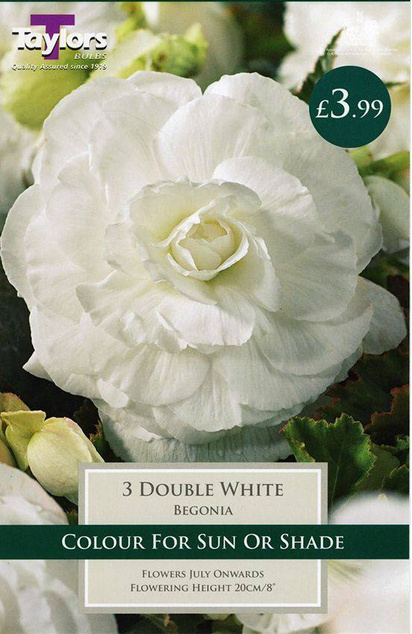 Begonia Double White (3 Pack) Taylors Bulbs