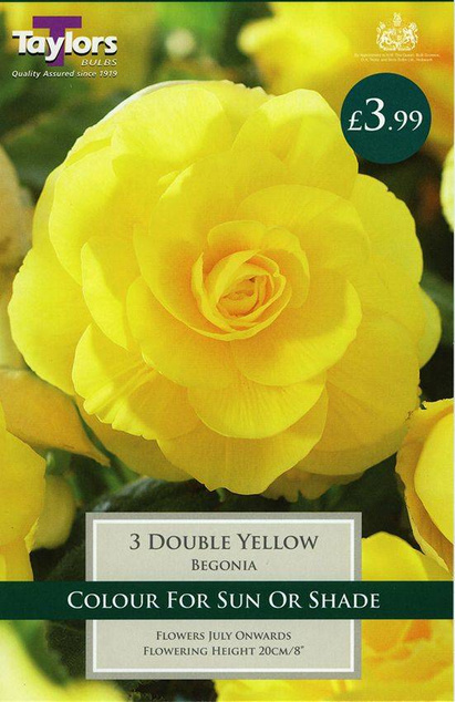 Begonia Double Yellow (3 Pack) Taylors Bulbs