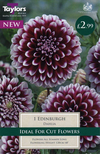 Dahlia Edinburgh (1 Pack) Taylors Bulbs