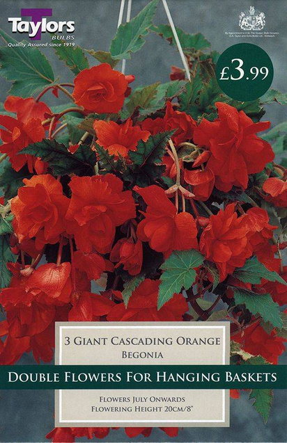 Begonia Giant Cascading Orange (3 Pack) Taylors Bulbs