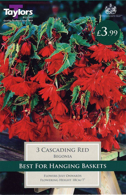 Begonia Giant Cascading Red (3 Pack) Taylors Bulbs