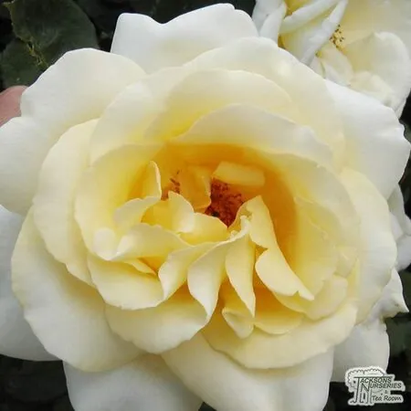 Buy Rosa Elina (Hybrid Tea Rose) online from Jacksons Nurseries