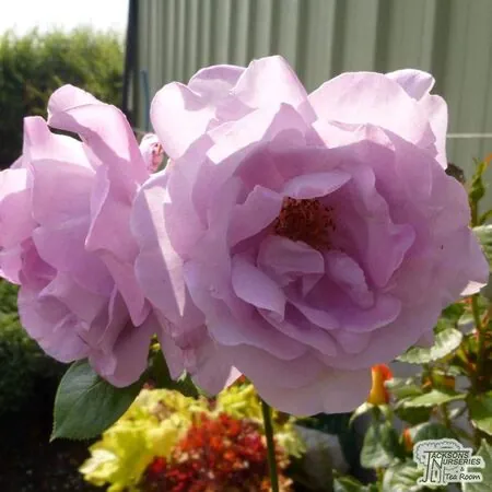 Buy Rosa Blue Moon online from Jacksons Nurseries