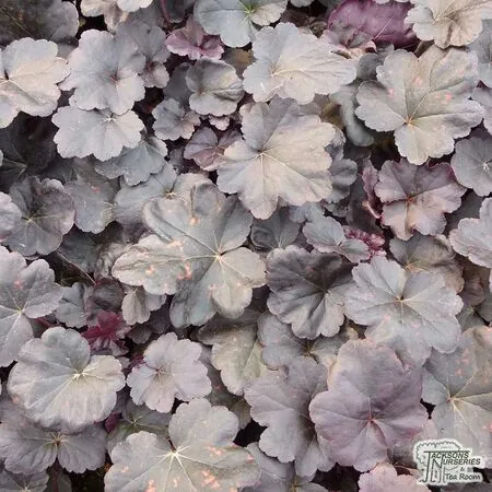 Buy Heuchera Obsidian online from Jacksons Nurseries