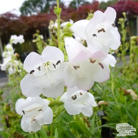 Buy Penstemon White Bedder (Beard Tongue) online from Jacksons Nurseries