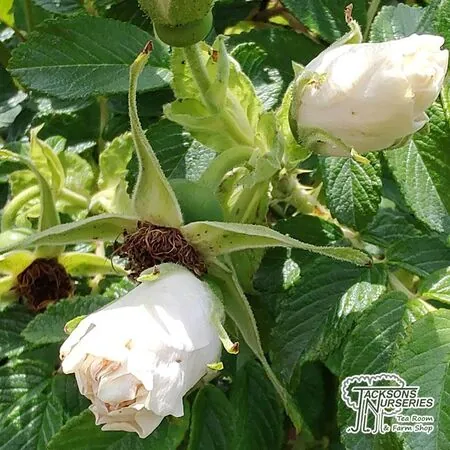 Buy Rosa Rugosa Alba Poly online from Jacksons Nurseries.