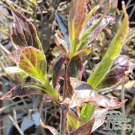 Buy Weigela All Summer Monet (Weigela) online from Jacksons Nurseries.