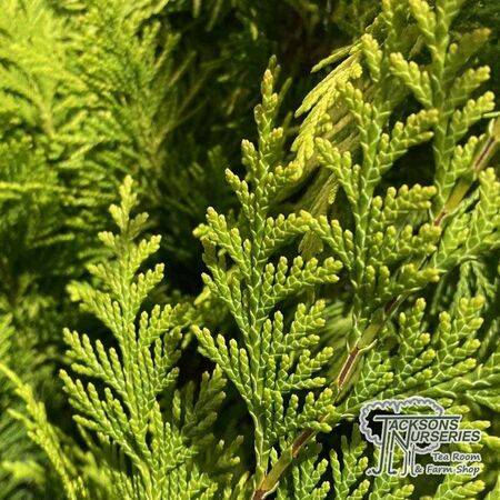 Buy Chamaecyparis lawsoniana Stardust online from Jacksons Nurseries.