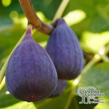 Buy Fig (Ficus) Brown Turkey online from Jacksons Nurseries