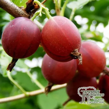 Buy Gooseberry 'Captivator' online from Jacksons Nurseries.