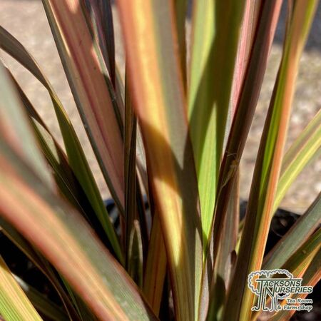 Buy Phormium Pink Panther (New Zealand Flax) online from Jacksons Nurseries.