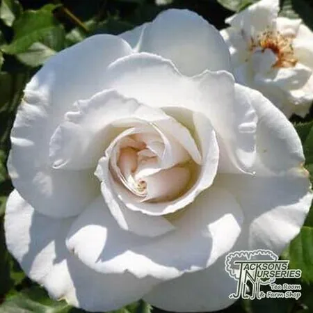 Buy Rosa Margaret Merril online from Jacksons Nurseries.