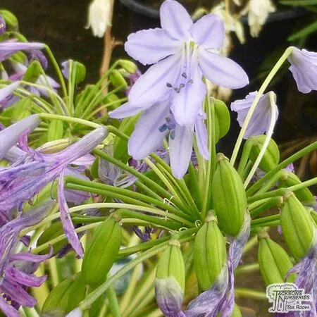 Buy Agapanthus Silver Moon (African Lily) online from Jacksons Nurseries