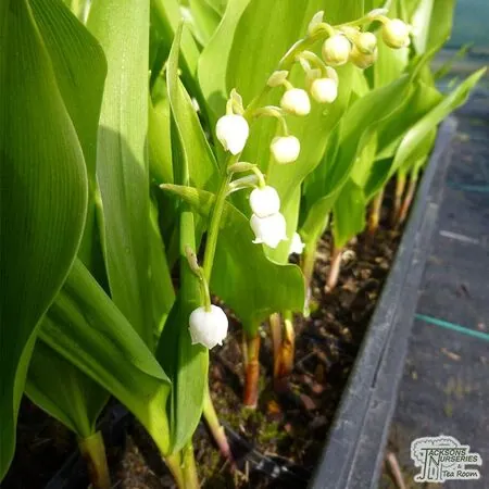 Buy Convallaria Majalis (Lily of the Valley) online from Jacksons Nurseries