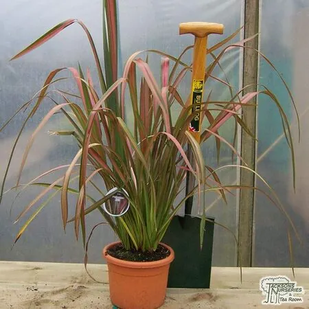 Buy Phormium Jester (New Zealand Flax) online from Jacksons Nurseries