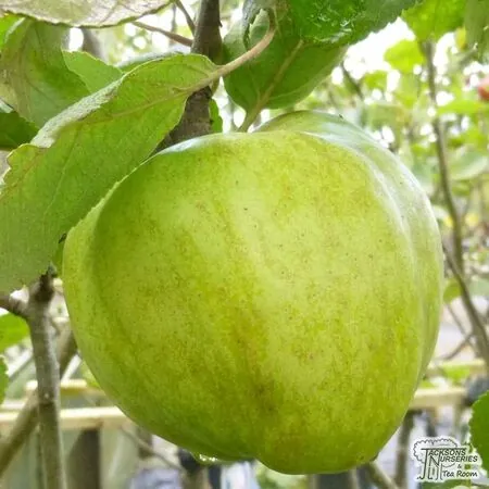 Buy Apple domestica Grenadier online from Jacksons Nurseries