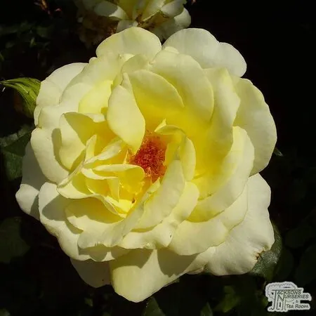 Buy Rosa Elina (Hybrid Tea Rose) online from Jacksons Nurseries