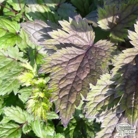 Buy Actaea simplex 'Pink Spike' (Bugbane (syn. Cimicifuga)) online from Jacksons Nurseries